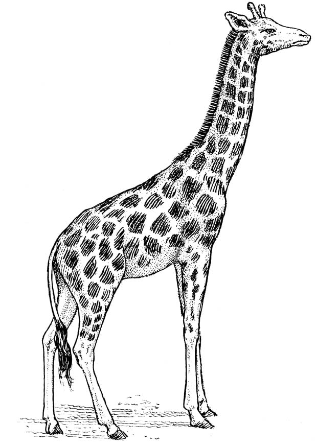 desenho para colorir girafa