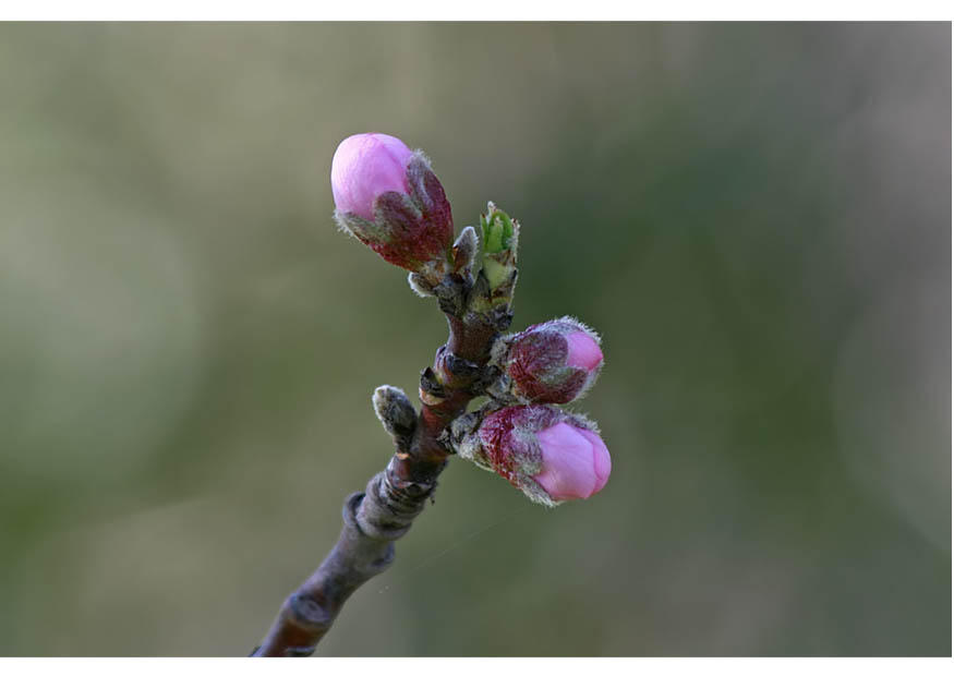 Foto 2. brotos - inA­cio da primavera 