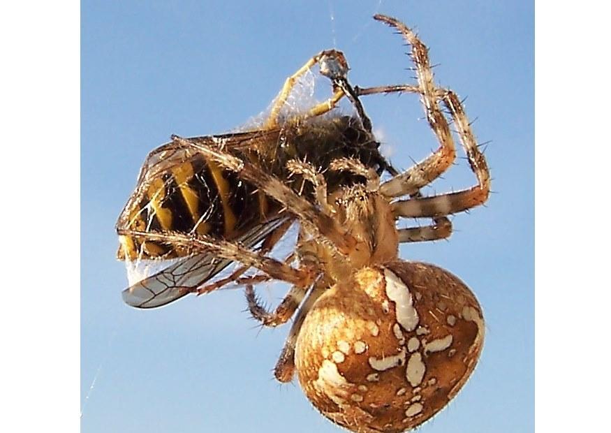 Foto aranha pega uma vespa