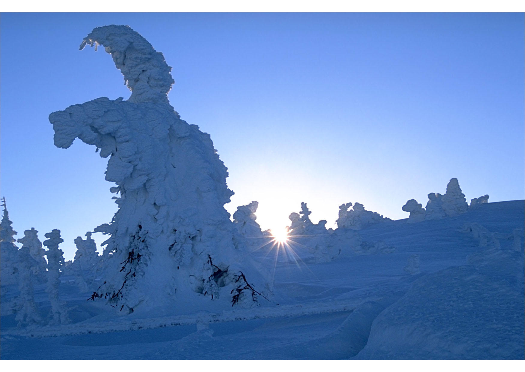 Foto A¡rvore coberta de neve