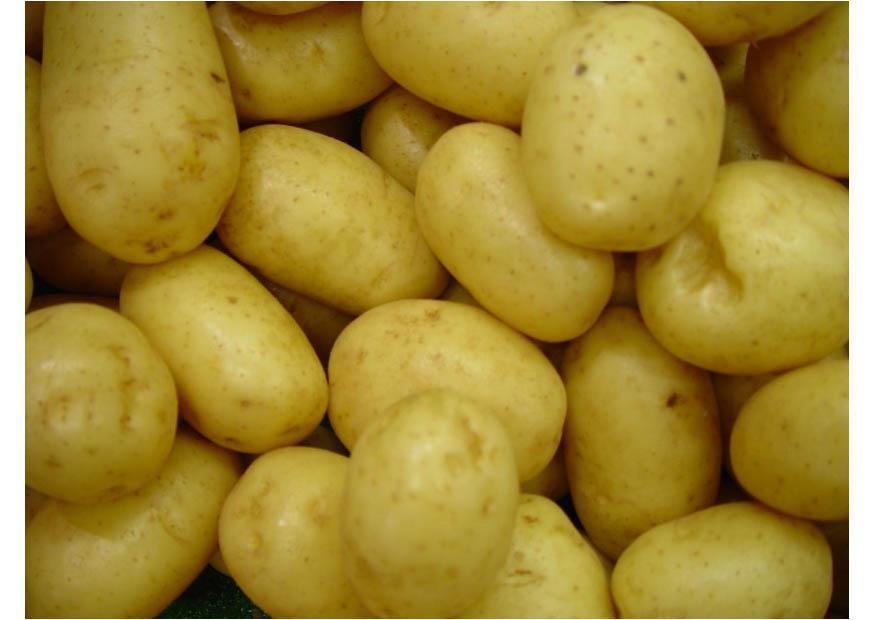 Foto batatas