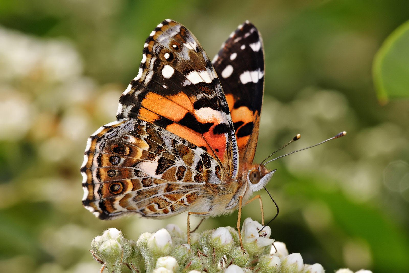 Foto borboleta - painted lady australiana