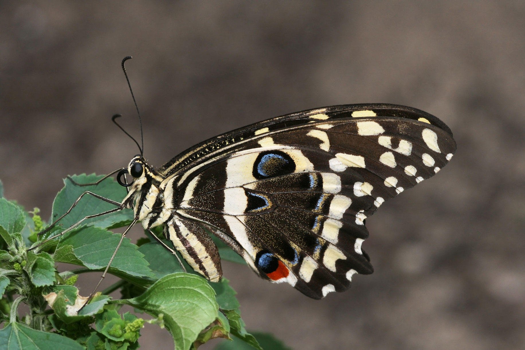 Foto borboleta