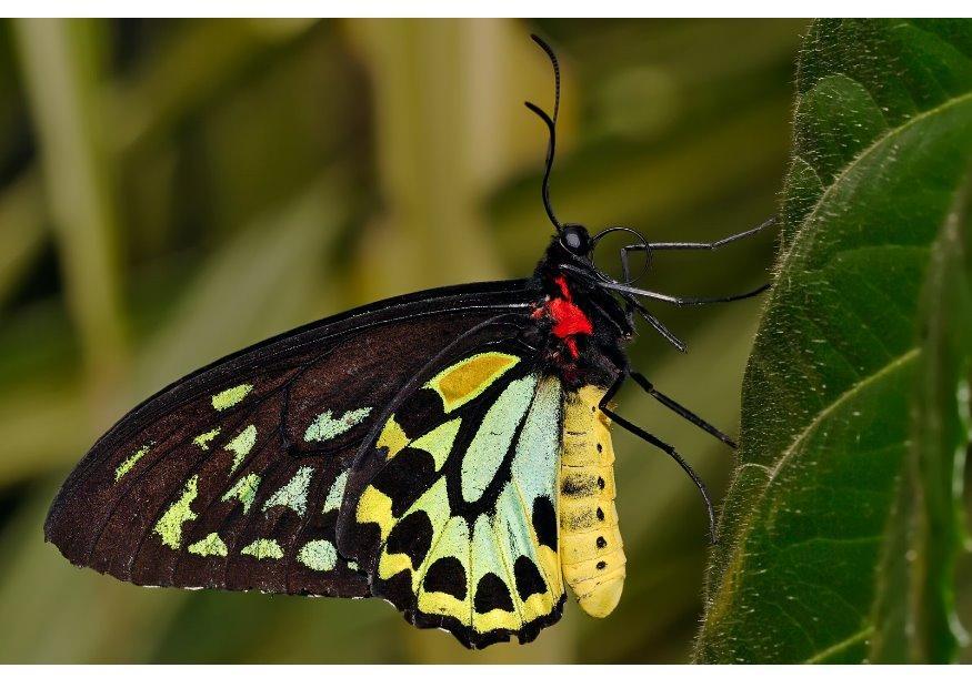 Foto borboleta