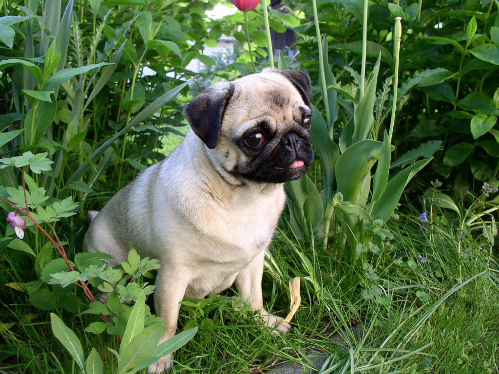 Foto cachorro - pug