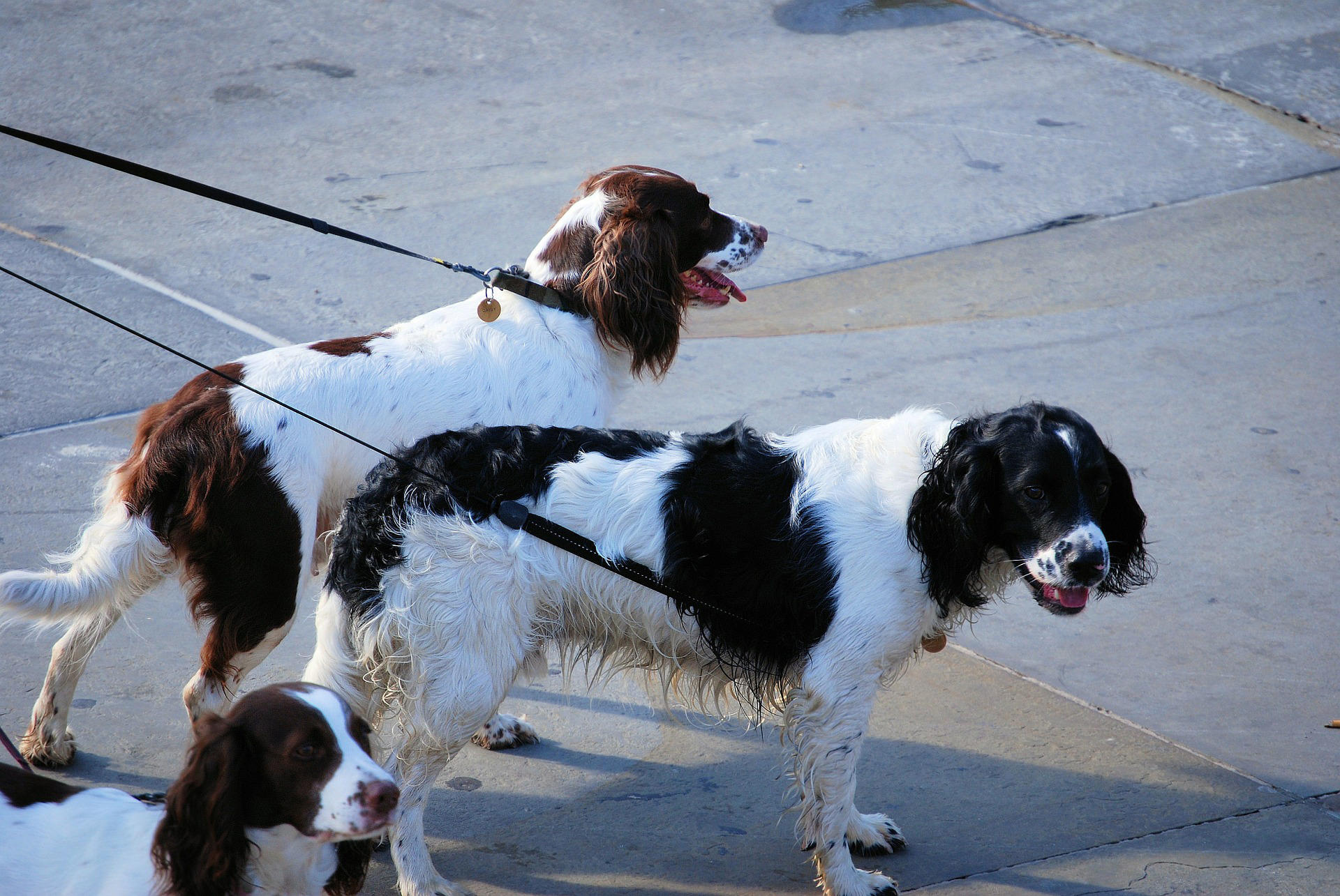 Foto cachorros na guia 