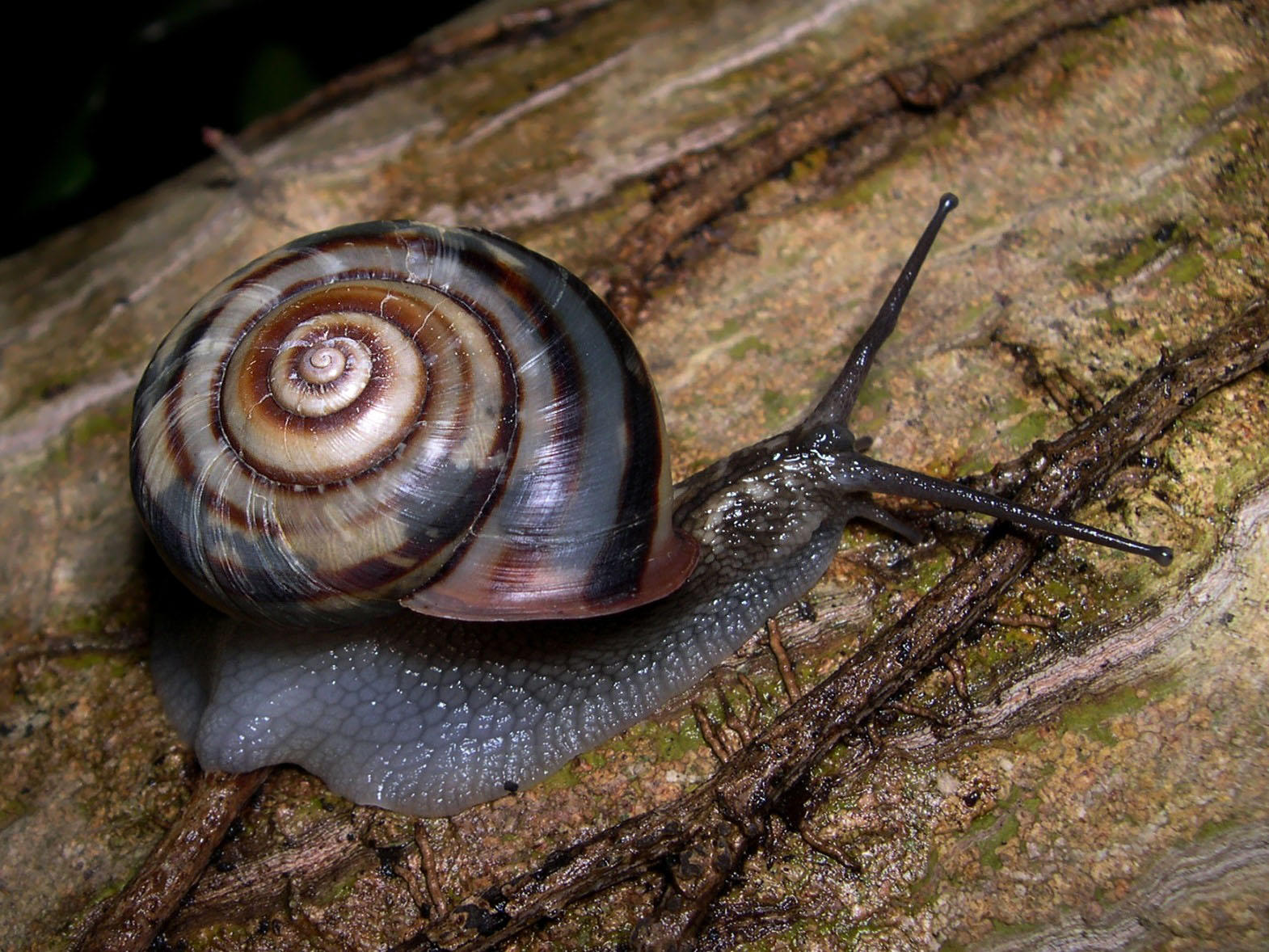 Foto caracol