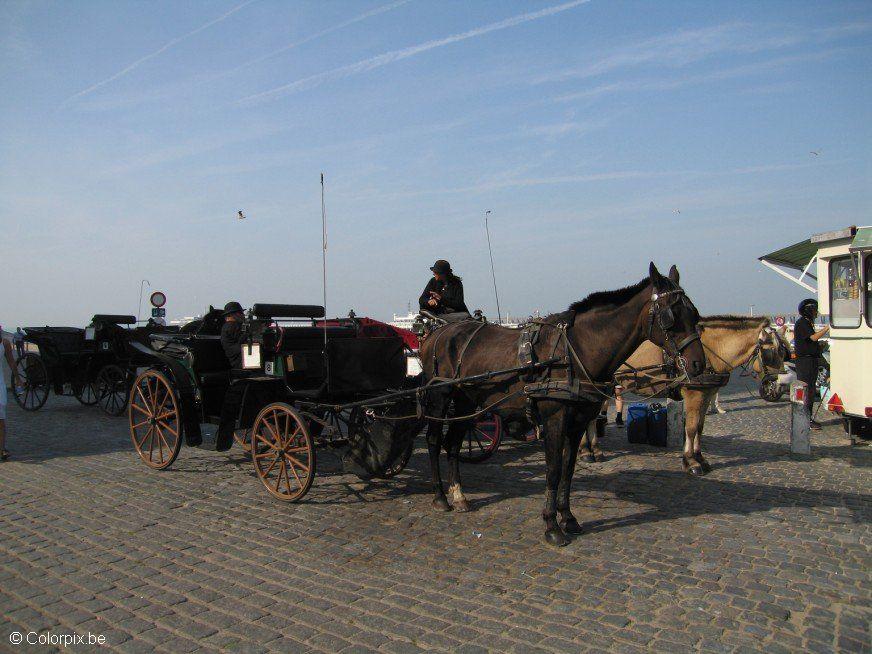 Foto carruagem com cavalo