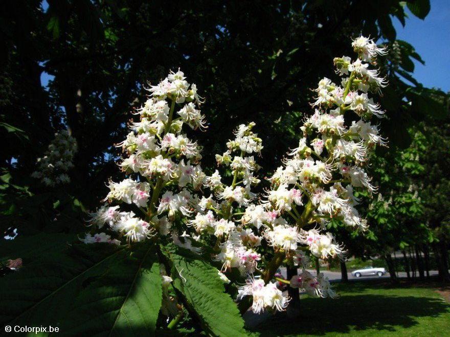 Foto castanheira-da-A­ndia em flor 2