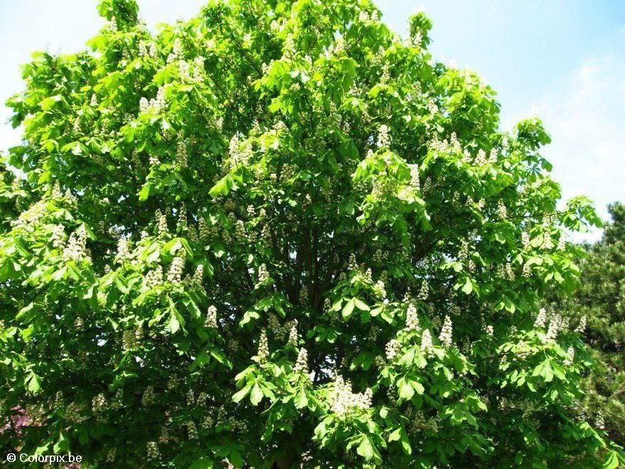 Foto castanheira-da-A­ndia em flor 3