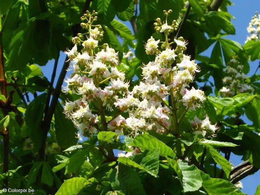 Foto castanheira-da-A­ndia florindo