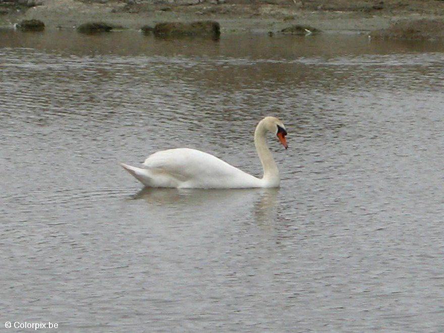 Foto cisne 1