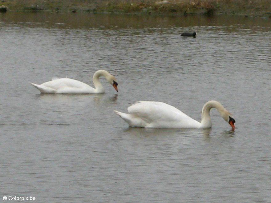 Foto cisne