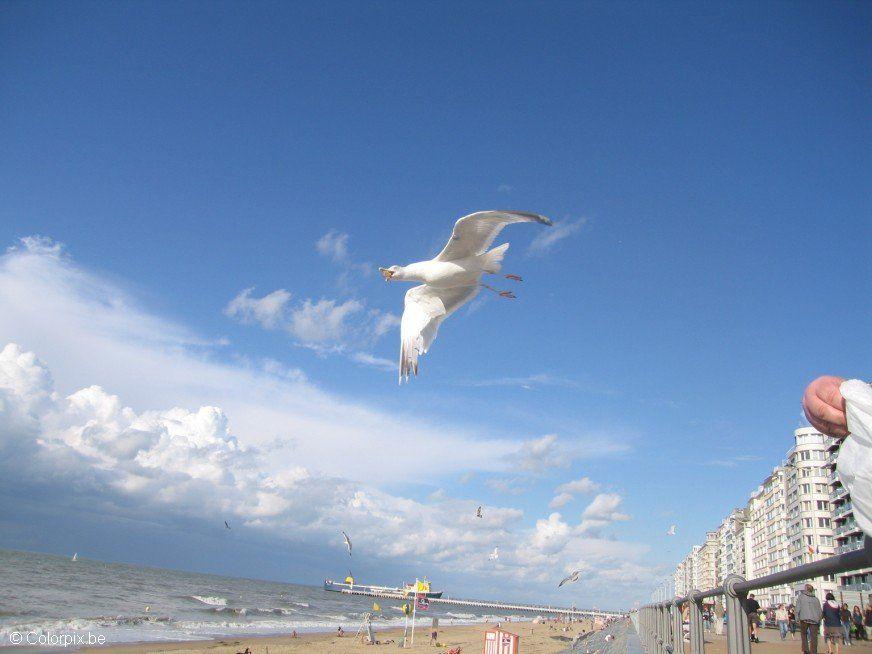 Foto gaivota na praia