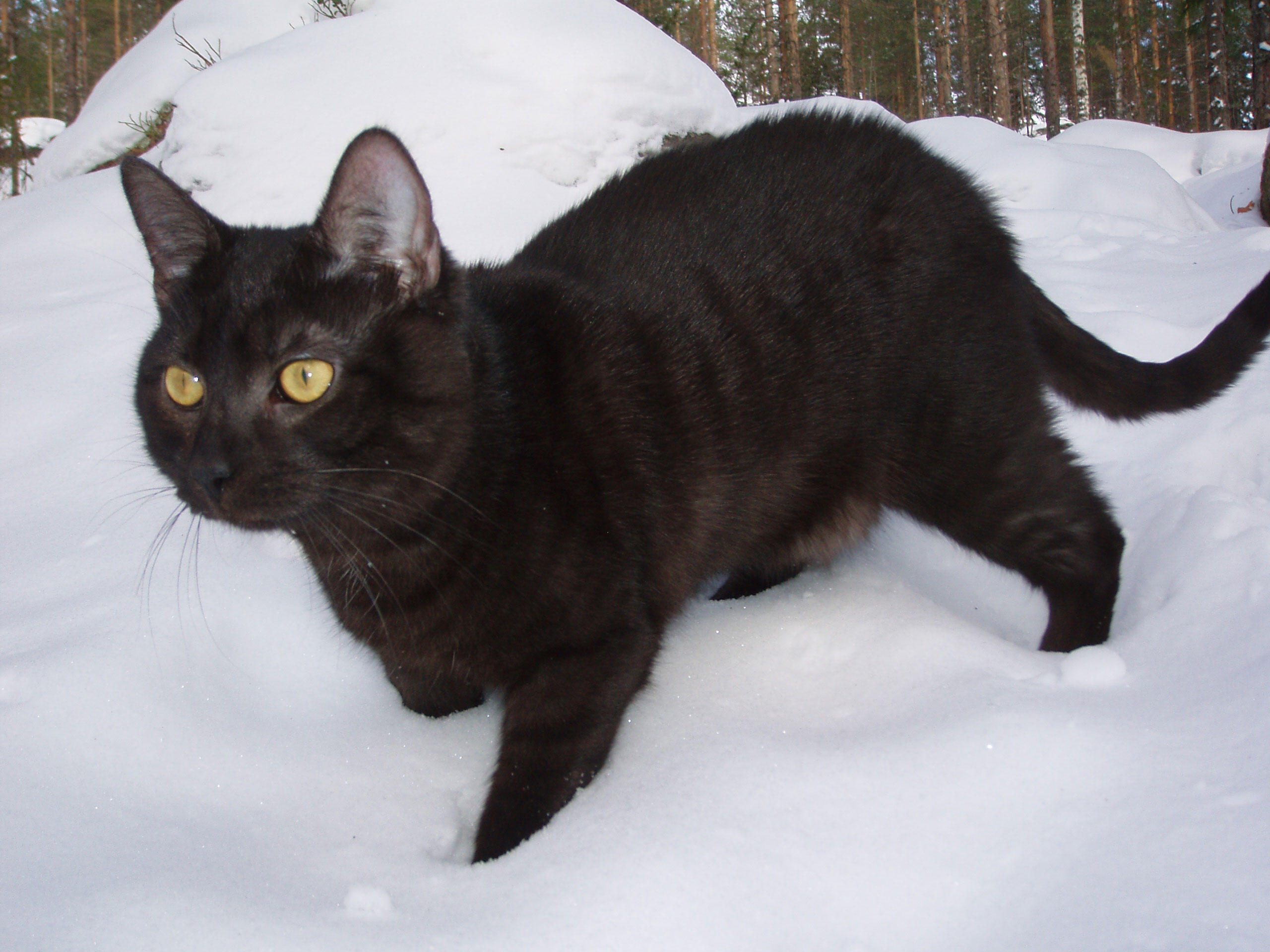 Foto gato preto