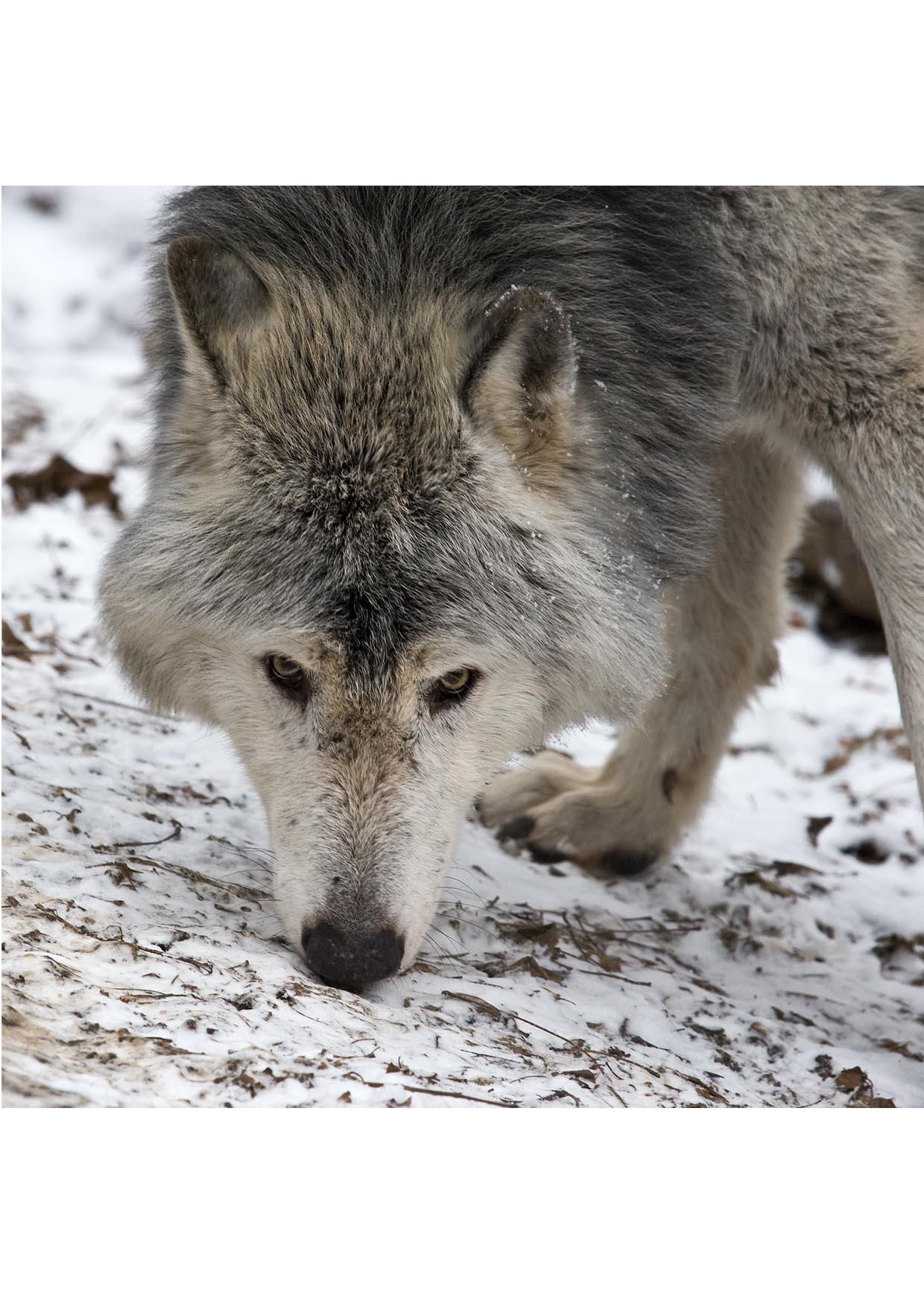 Foto lobo