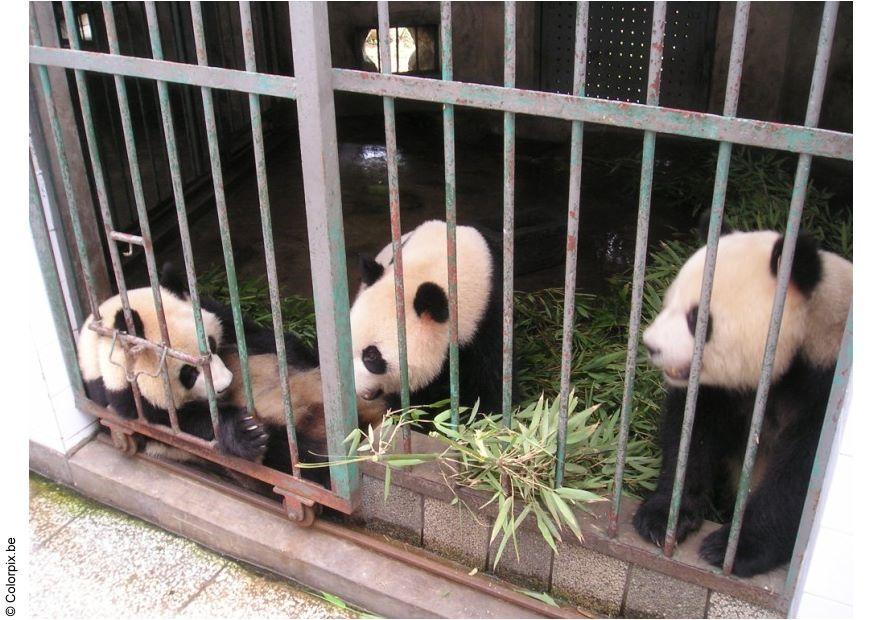 Foto pandas