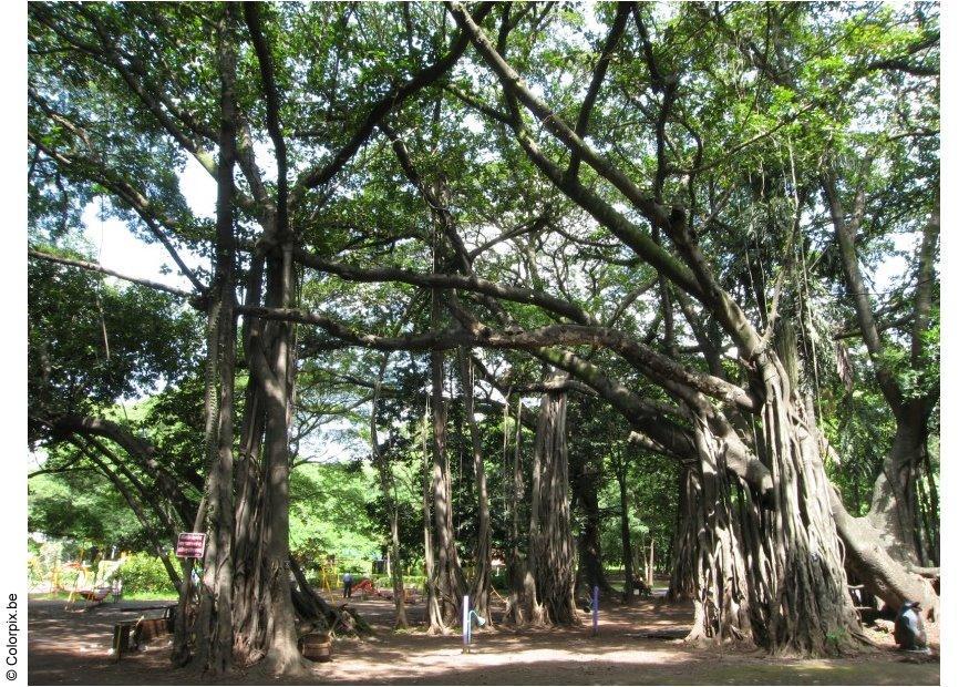 Foto parque em puna