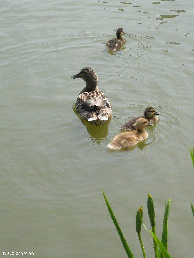 Foto pata com patinhos 2