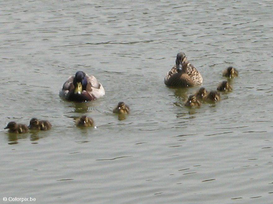 Foto pata com patinhos 4