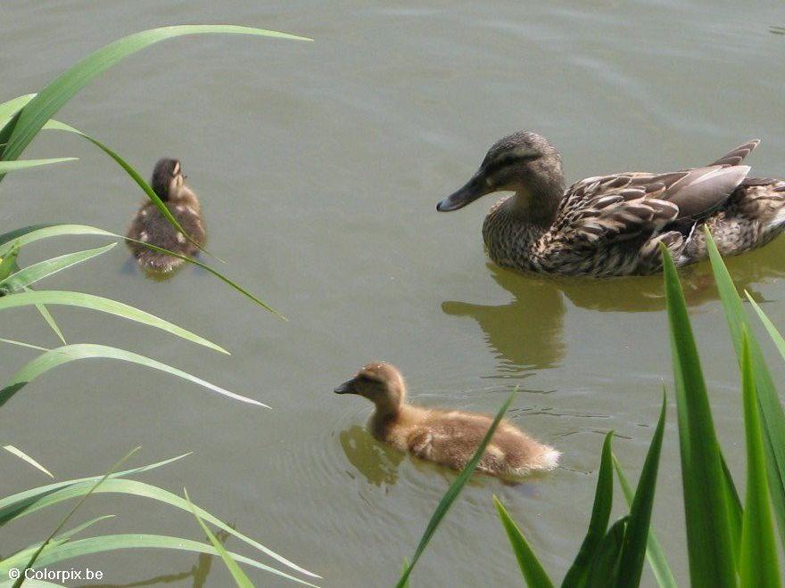 Foto pata com patinhos