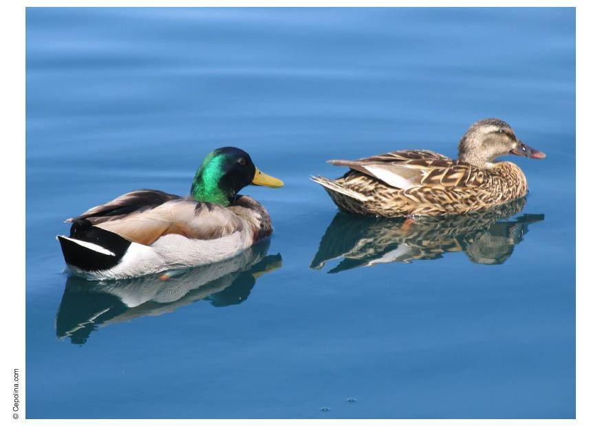 Foto patos