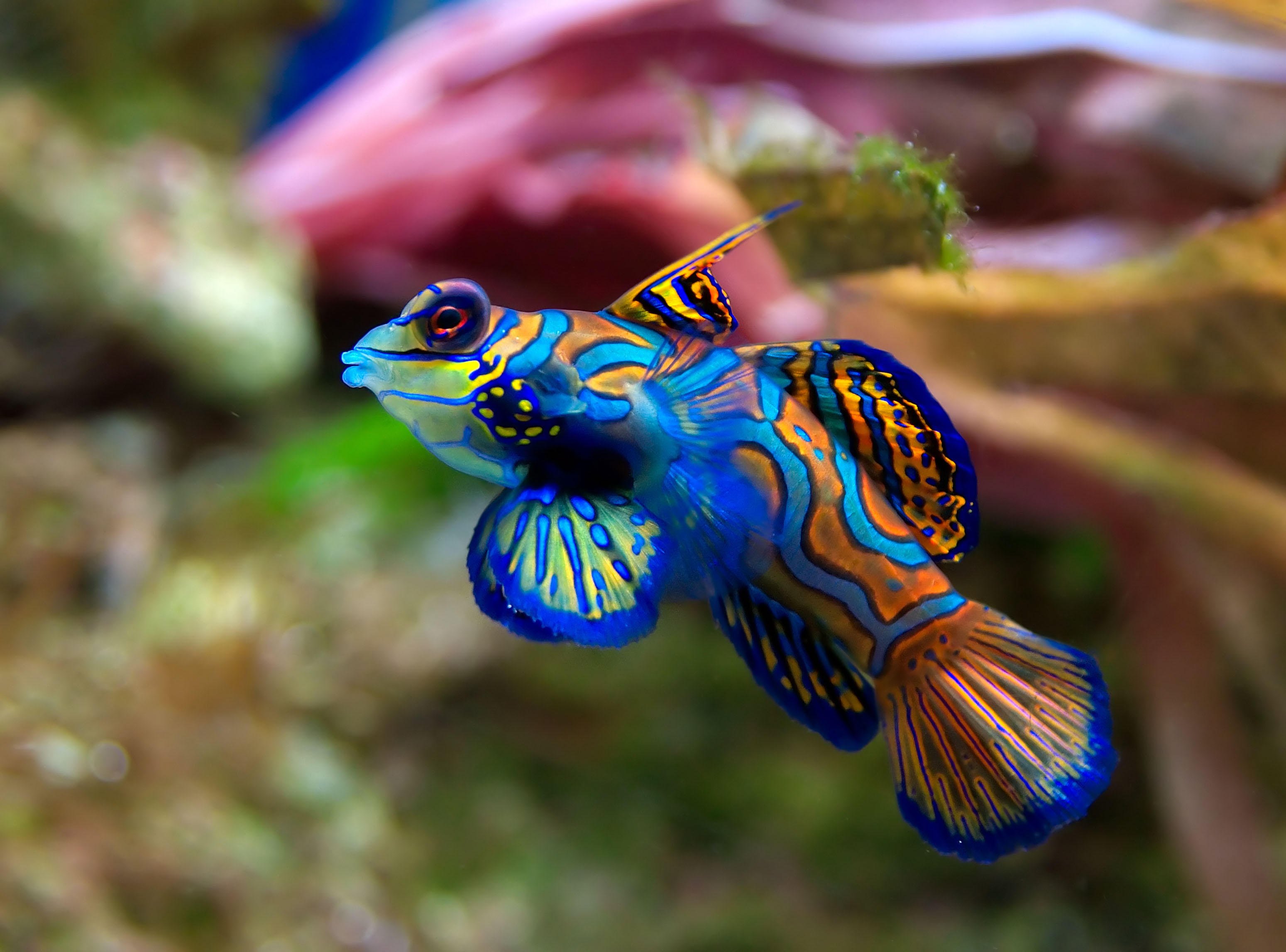 Foto peixe - synchiropus splendidus