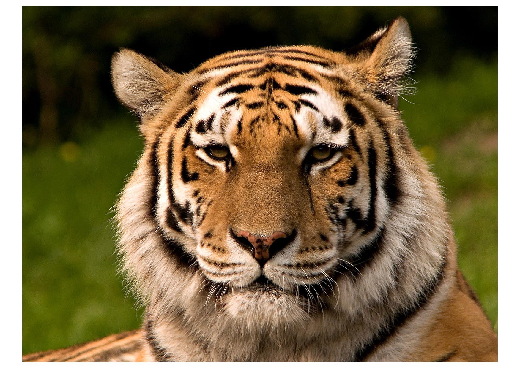 Foto tigre