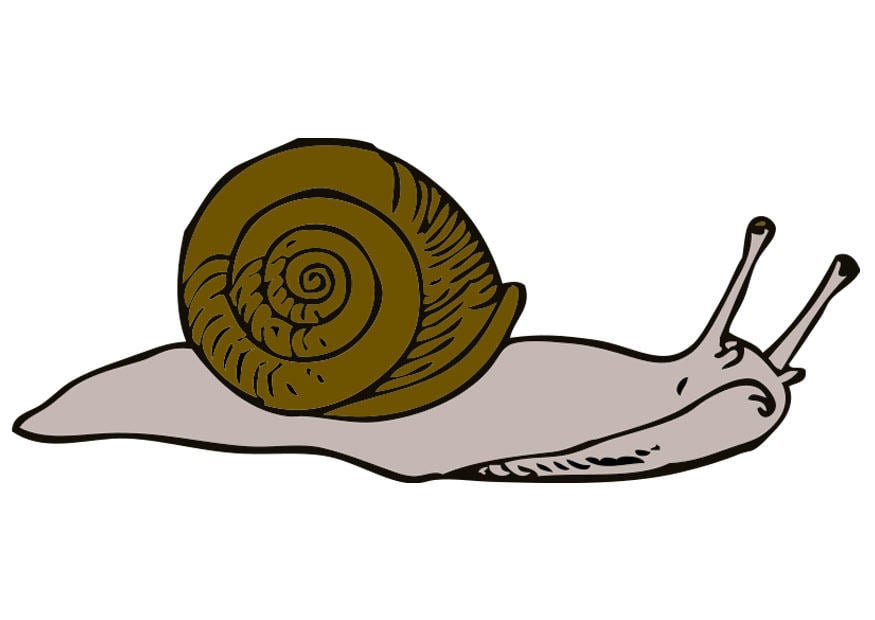 imagem caracol 