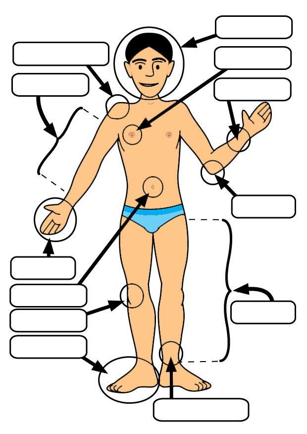 imagem partes do corpo