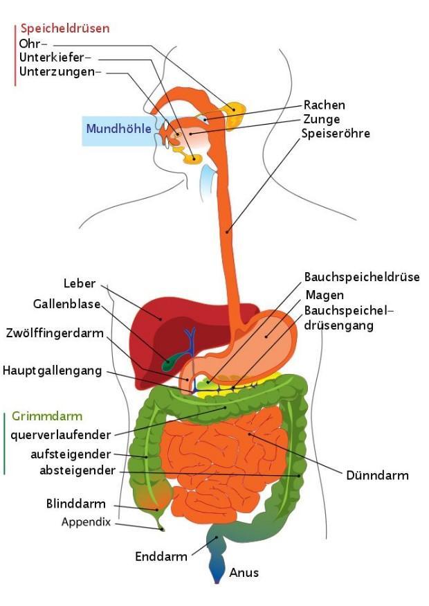 imagem sistema digestivo em alemA£o