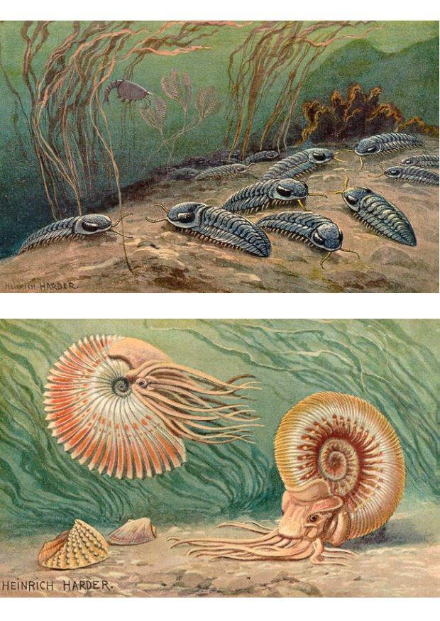 imagem trilobites e ammonoids