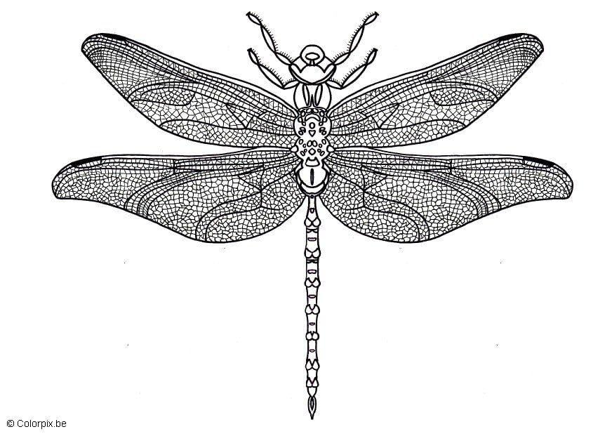 Desenho Para Colorir De Líbelula Imagens Grátis Para Imprimir