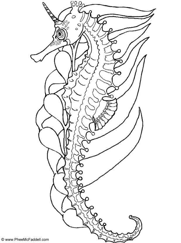 Página para colorir cavalo marinho