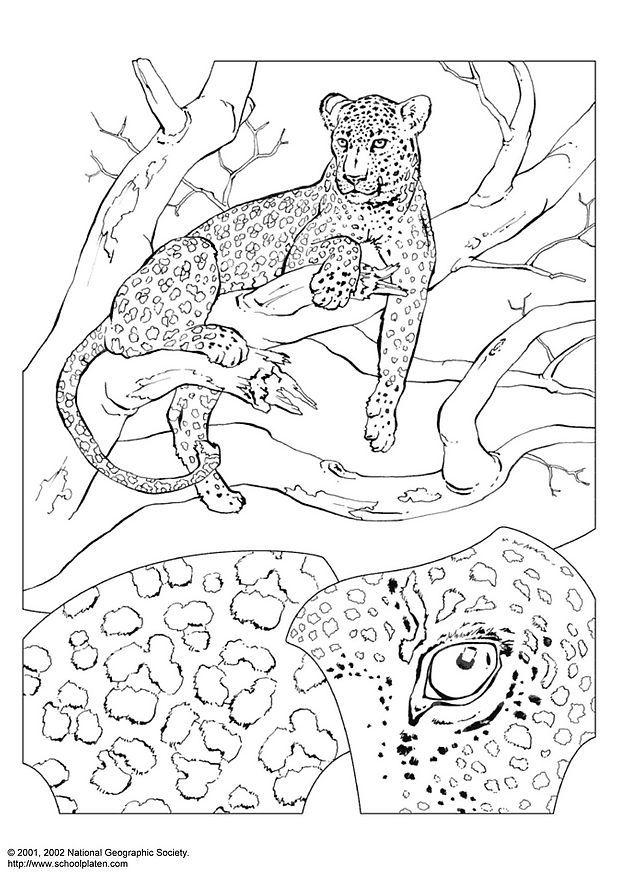 Página para colorir leopardo