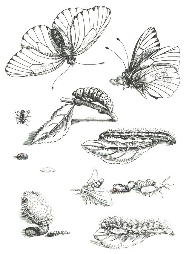 Página para colorir o ciclo da borboleta 