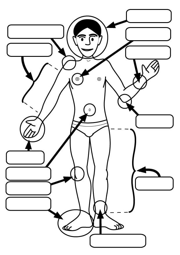 Página para colorir partes do corpo