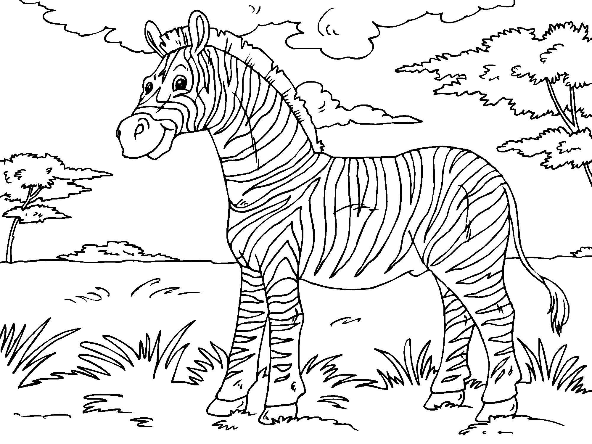 Página para colorir zebra