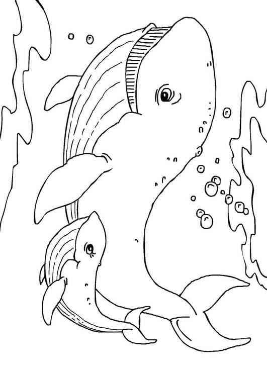 Desenho para Colorir – Animais - Baleia - Aula Pronta