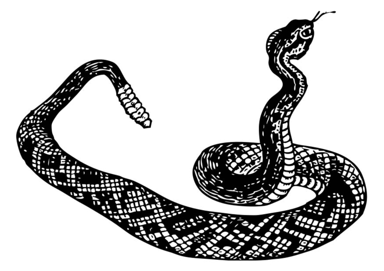 Serpente cascavel do deserto para colorir e imprimir