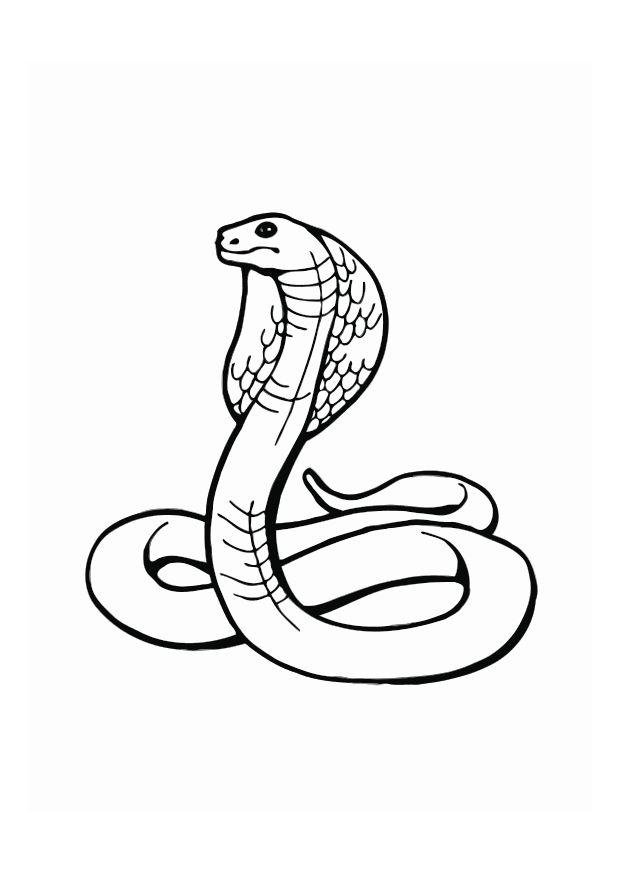 Desenho de Serpente grande para Colorir - Colorir.com