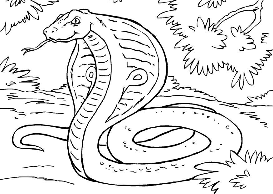 Desenho de cobra para colorir animal. Réptil cobra - Desenhos Para