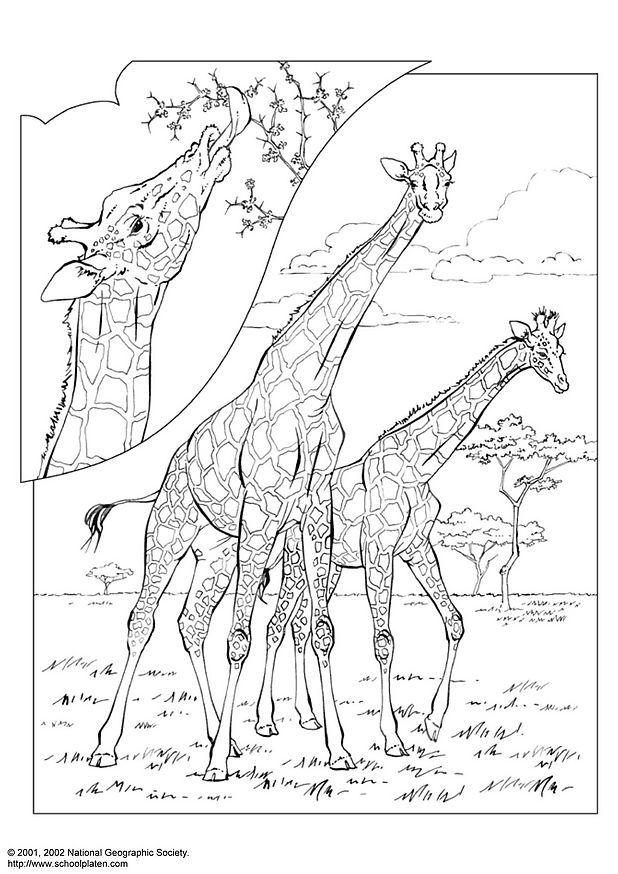 Desenhos para colorir de desenho de uma girafa para colorir online  