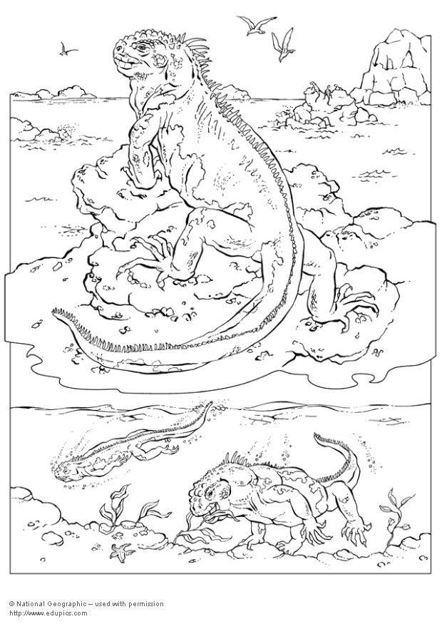 Desenho de desenho de iguana para colorir