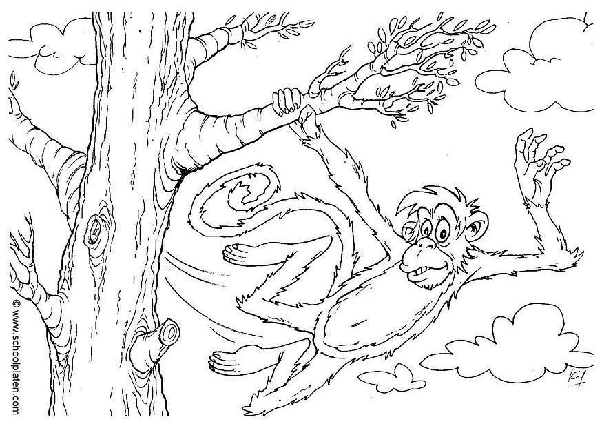Desenho de Macaco-prego para Colorir - Colorir.com