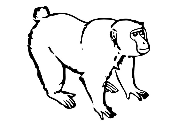 Desenhos Macaco (animais) para colorir – Páginas para Colorir