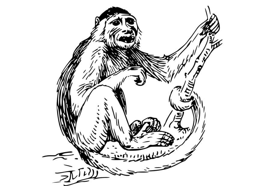 Desenho Para Colorir macaco-prego - Imagens Grátis Para Imprimir - img 18575