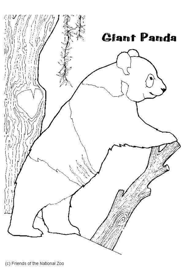 Desenho de Um urso panda para Colorir - Colorir.com